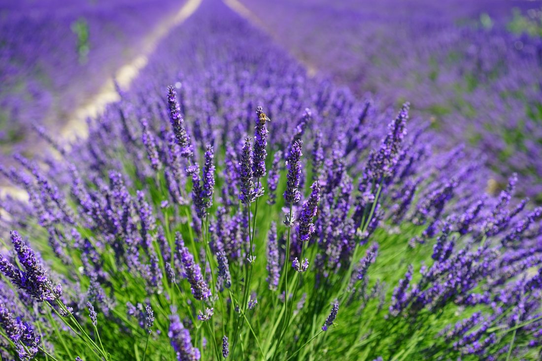 ESENTA DE MIR - LAVANDA 500 ml