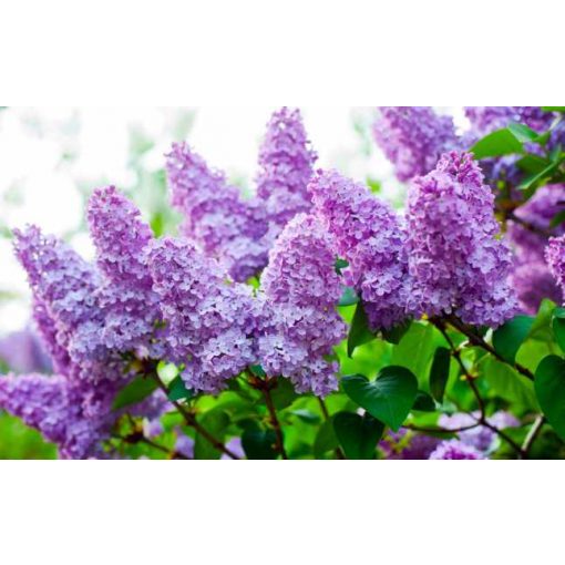 ESENTA DE MIR - LILIAC 1L