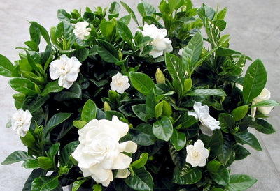 ESENTA DE MIR- GARDENIA  500 ml