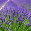 ESENTA DE MIR - LAVANDA 500 ml