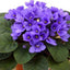 ESENTA DE MIR - VIOLETE 500 ml