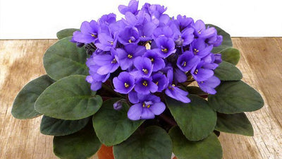 ESENTA DE MIR - VIOLETE 500 ml
